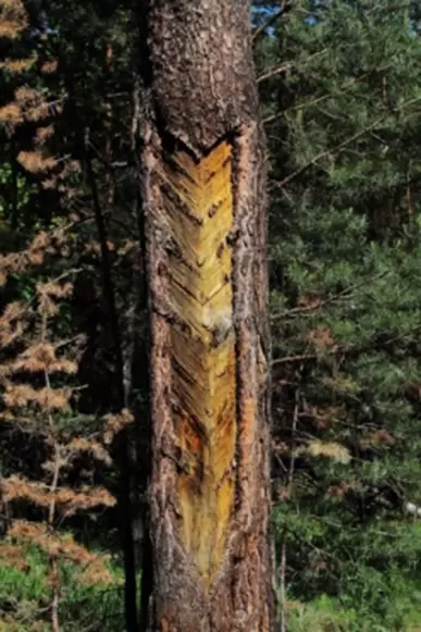 трактор беларус